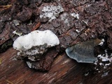 Postia caesia image