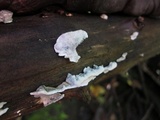 Postia alni image
