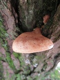 Lactarius vinaceorufescens image