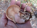 Lactarius vinaceorufescens image