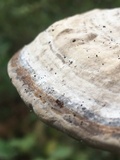 Fomes fasciatus image