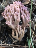 Clavaria zollingeri image