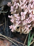 Clavaria zollingeri image