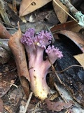 Clavaria zollingeri image