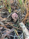 Clavaria zollingeri image