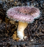 Lentinus fasciatus image