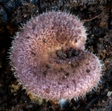 Lentinus fasciatus image