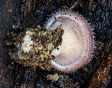 Lentinus fasciatus image