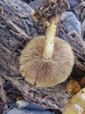 Pholiota limonella image