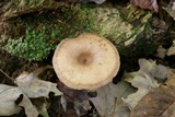 Lactarius helvus image