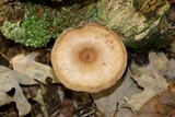 Lactarius helvus image