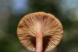 Lactarius helvus image