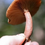 Lactarius helvus image