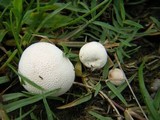 Lycoperdon curtisii image