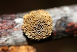 Gloeophyllum sepiarium image