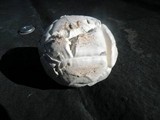 Calvatia sculpta image