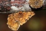 Gloeophyllum sepiarium image