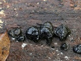 Camarops petersii image