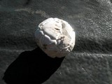 Calvatia sculpta image