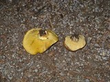 Suillus volcanalis image