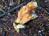 Suillus caerulescens image