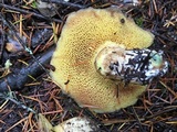 Suillus caerulescens image