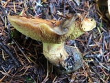 Suillus caerulescens image