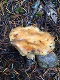 Suillus caerulescens image