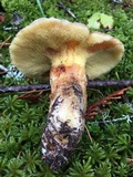 Suillus caerulescens image