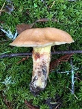 Suillus caerulescens image