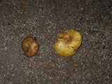 Suillus volcanalis image