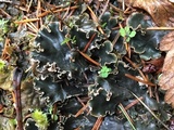 Peltigera malacea image