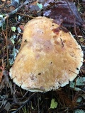 Suillus caerulescens image