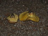 Suillus volcanalis image