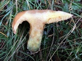 Suillus caerulescens image