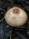 Agaricus subrufescentoides image