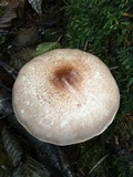 Agaricus subrufescentoides image