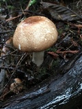 Agaricus subrufescentoides image