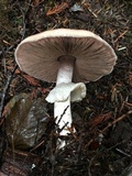Agaricus subrufescentoides image