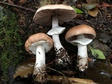 Agaricus subrufescentoides image