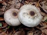 Agaricus placomyces image