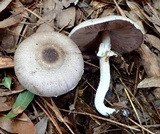 Agaricus placomyces image
