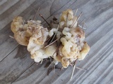 Helvellosebacina concrescens image