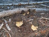 Morchella snyderi image