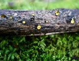 Chlorociboria pardalota image