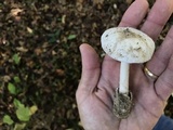 Amanita murrilliana image
