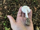 Amanita murrilliana image