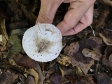 Amanita murrilliana image