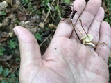 Strobilurus conigenoides image
