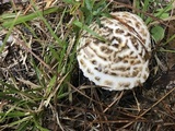 Amanita hesleri image